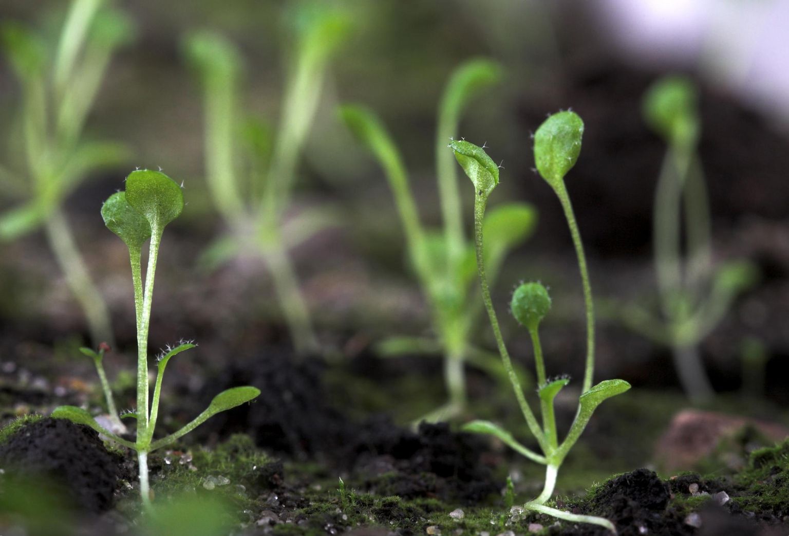 A tool for rapid, automated characterization of population epigenomics in plants