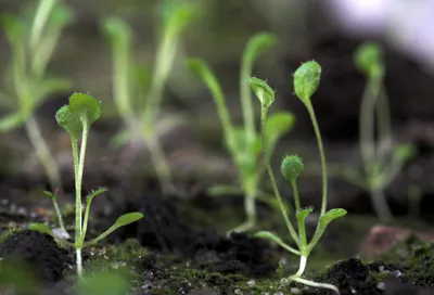 Arabidopsis thaliana