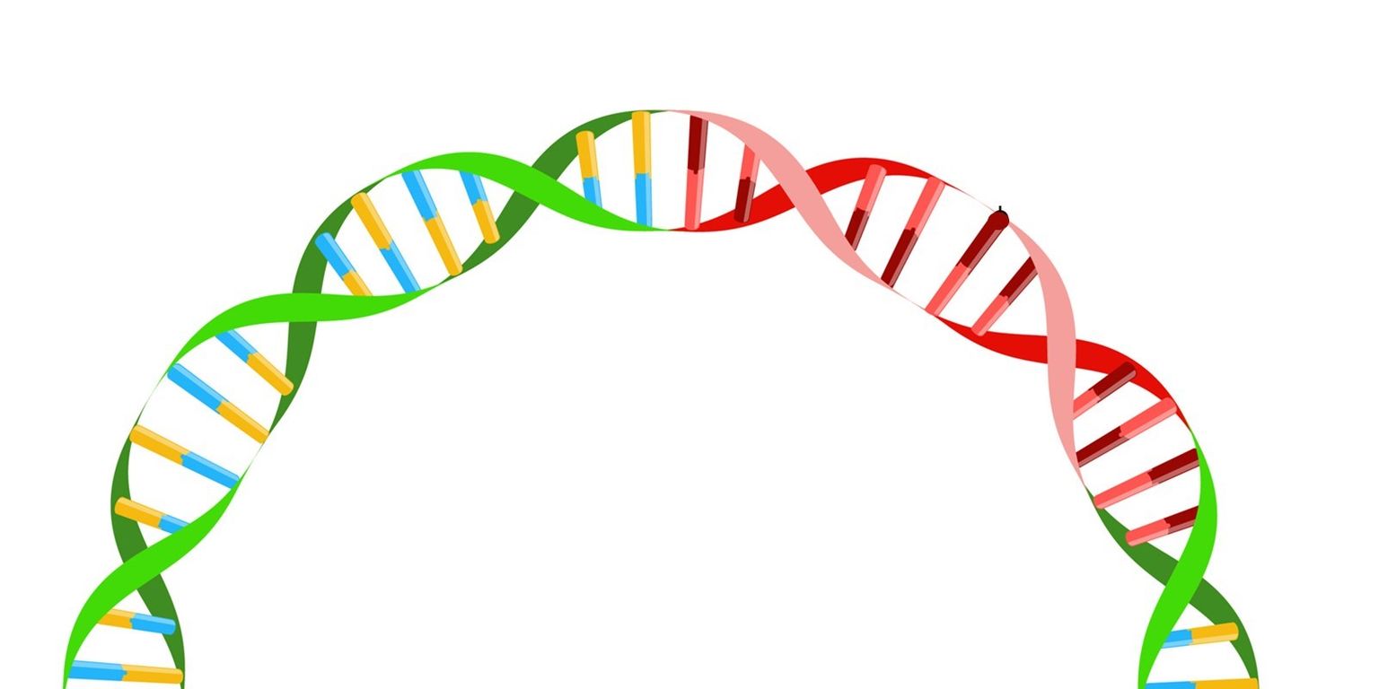 OnRamp – rapid multiplexed validation of plasmids using nanopore sequencing