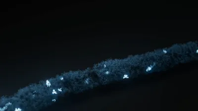 Nanopore-only microbial isolate sequencing solution (NO-MISS): flexible, rapid bacterial and fungal isolate whole-genome sequencing