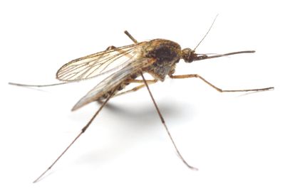 Flexible and cost-effective genomic surveillance of *P. falciparum* malaria with targeted nanopore sequencing