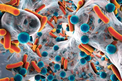 Biofilm of rod and spherical bacteria