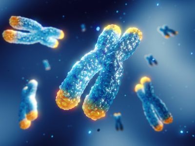 Blue chromosome with yellow telomeres