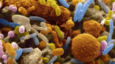 microbiology community