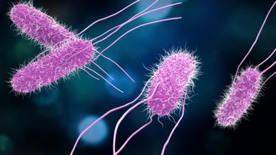 Foodborne pathogen surveillance with Oxford Nanopore sequencing 