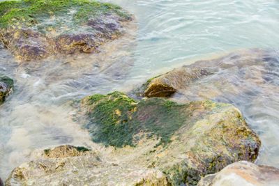 sea algae stones