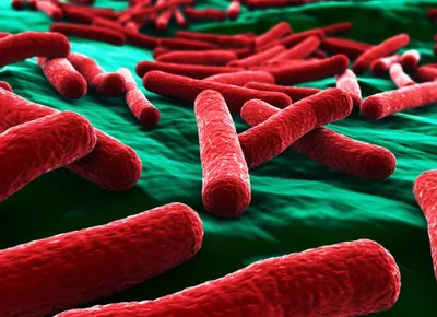 E. coli bacteria close up in red