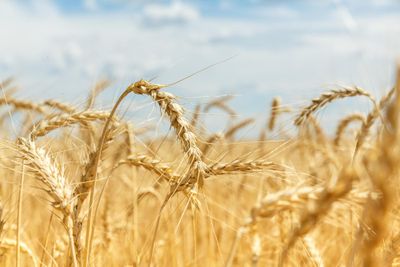 wheat ears in a field under a blue sky