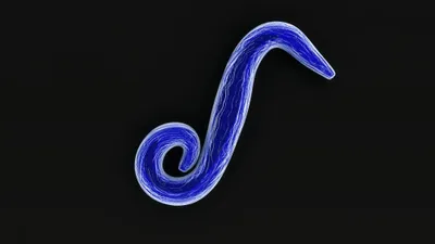 Blue plasmodium falciparum on a black background