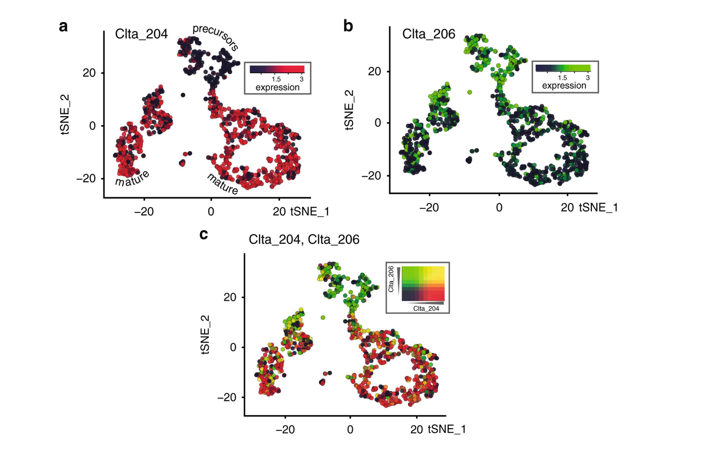 tSNE plot of single-cell clusters