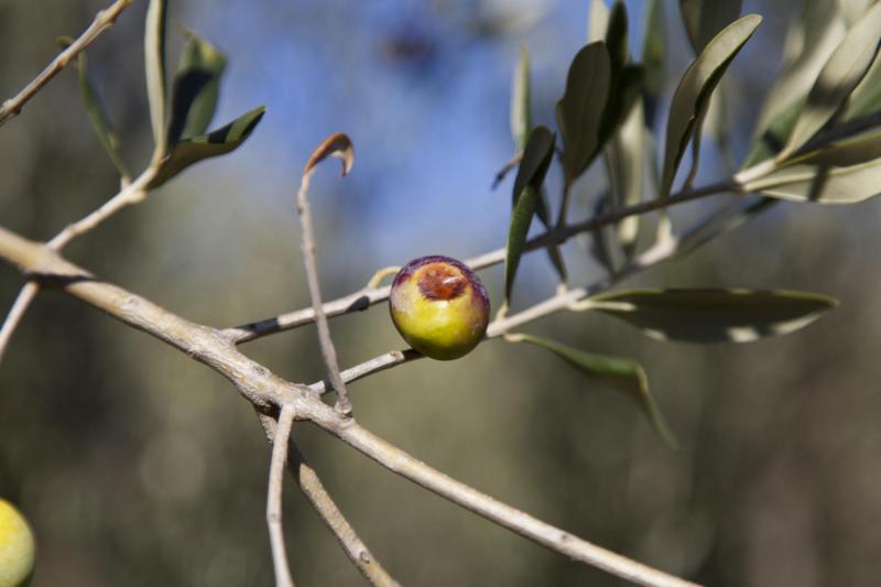 olive pest